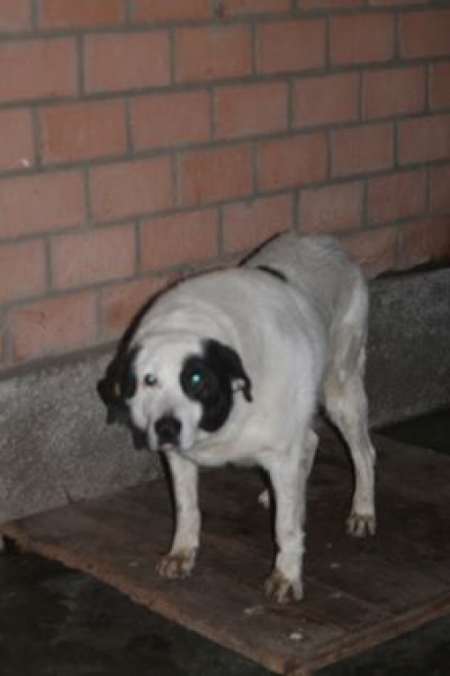 მეტისი უსახელო