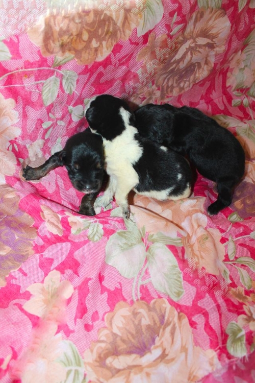 მეტისის ლეკვები უსახელო