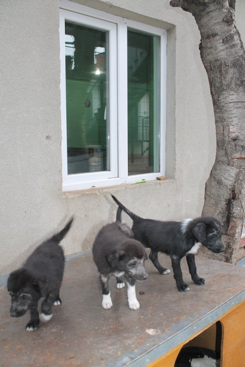 მეტისის ლეკვები უსახელო