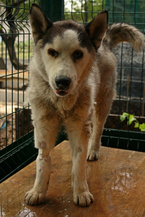 ლაიკა ტობი