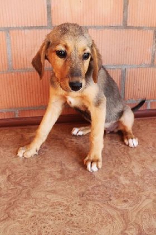 მეტისი უსახელო