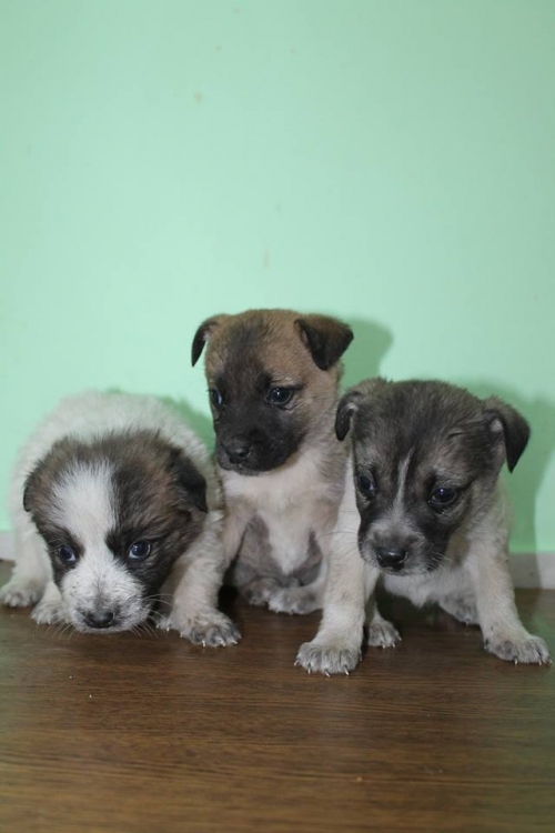 მეტისის ლეკვები უსახელო