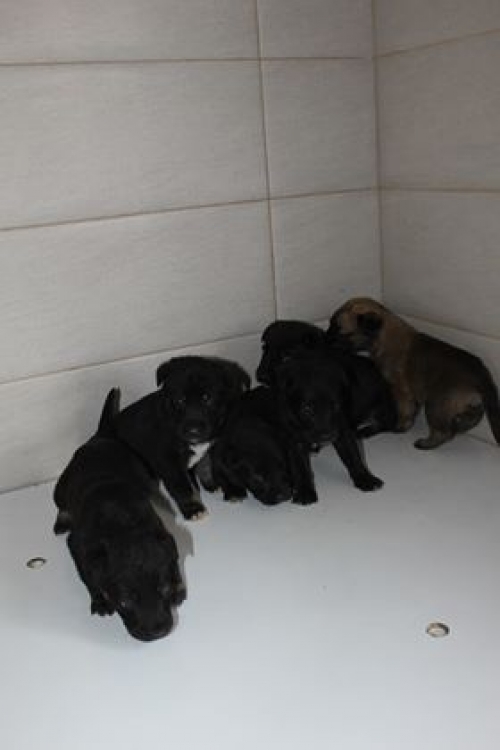 მეტისი უსახელო