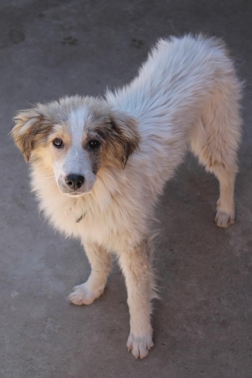 მეტისი რანგო