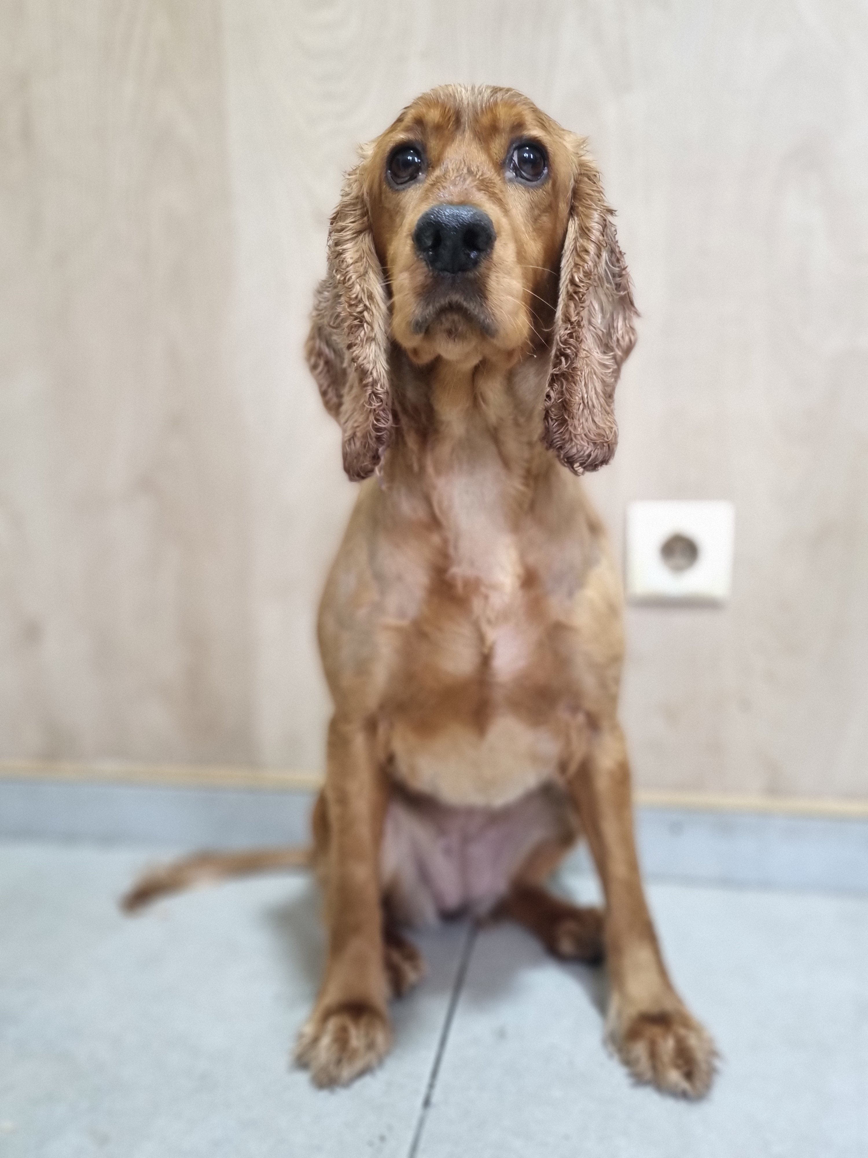 კოკერსპანიელი. სინდი