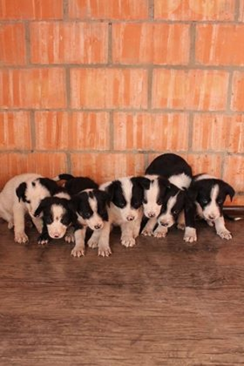 მეტისის ლეკვები უსახელო