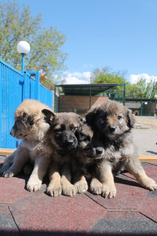 ქართული ქოფაკი უსახელო