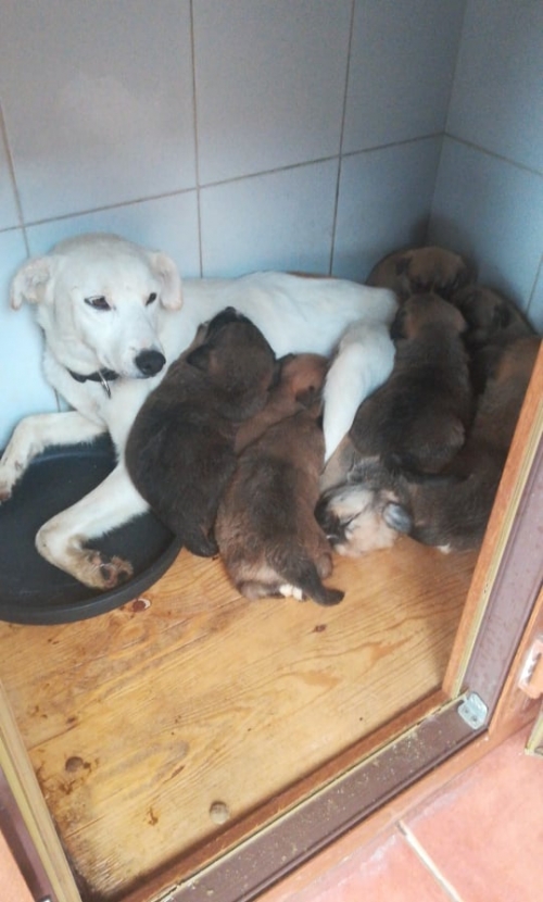 მეტისი ნაპოვნია დასავლეთში