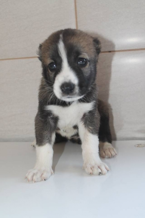 ქართული ნაგაზი უსახელო