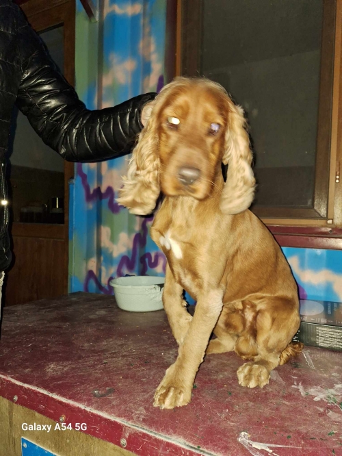 კოკერსპანიელი ვაზისუბნის მე 3 მიკრორაიონი