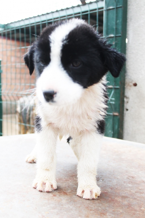 მეტისი უსახელო