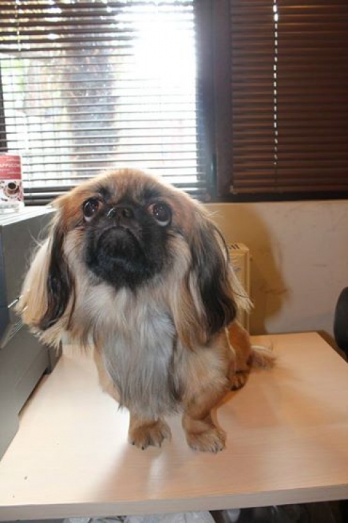 პეკინესი უსახელო