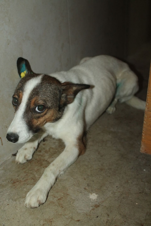 მეტისი უსახელო