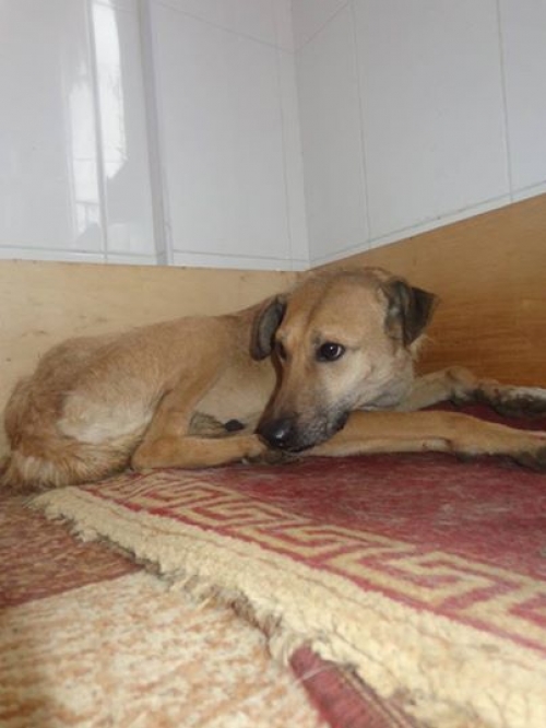 მეტისი უსახელო