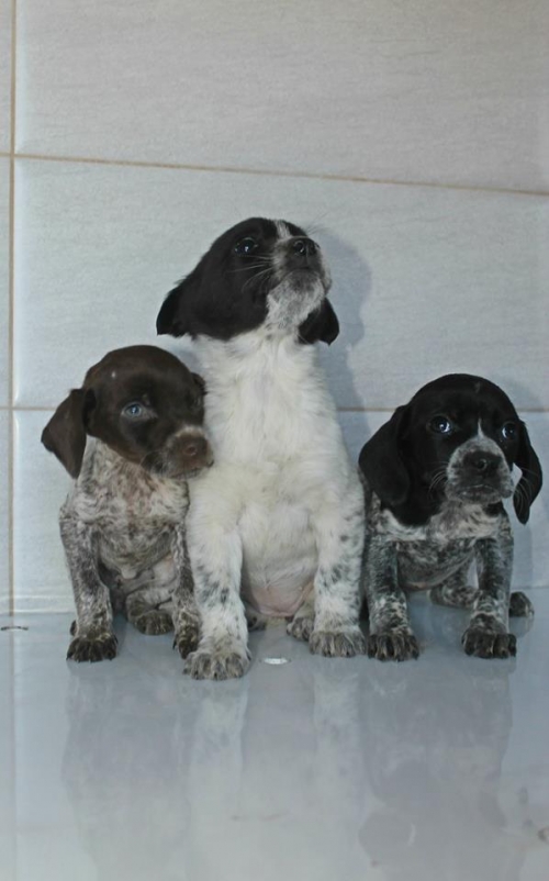 კურცხაარი უსახელო