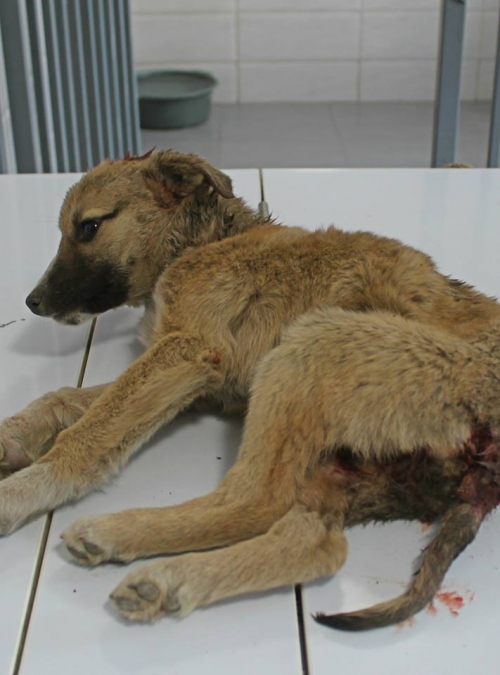 მეტისი უსახელო