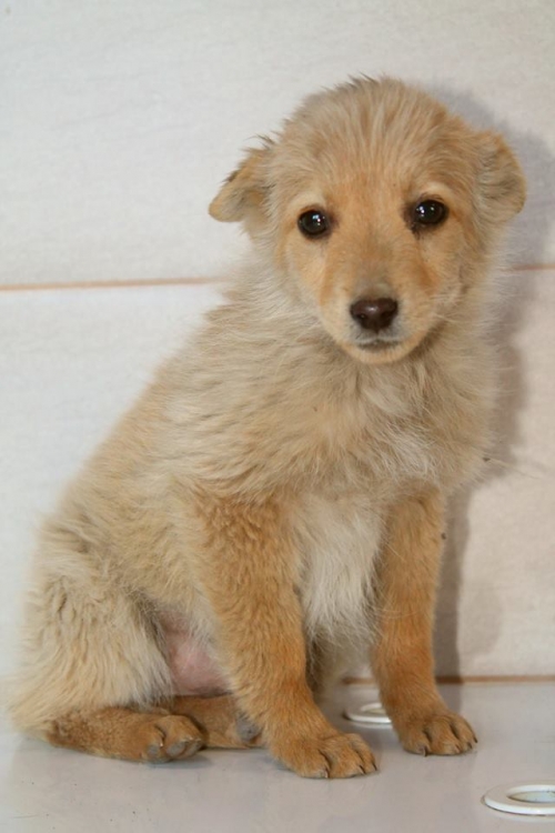 მეტისი უსახელო