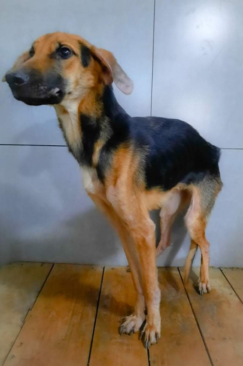 მეტისი ლედი