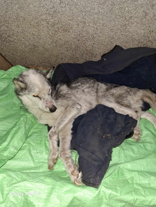 ლაიკა ბოლნისი