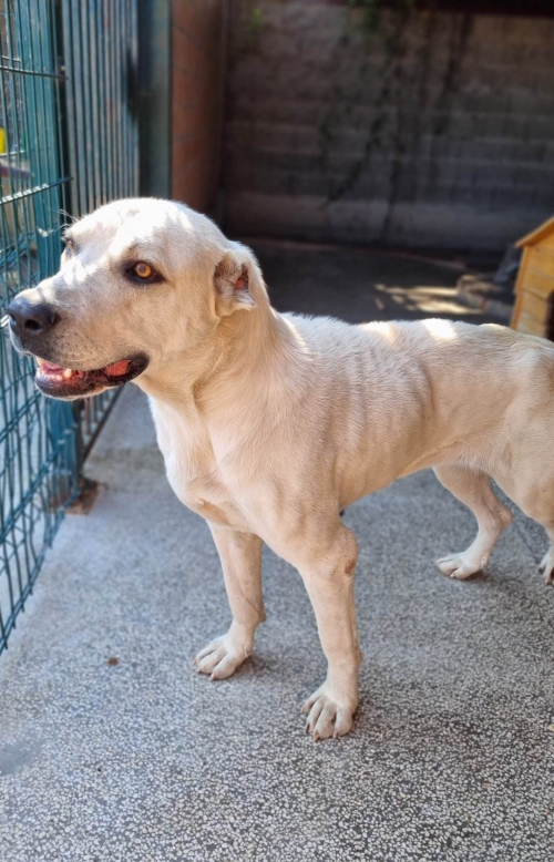 ქართული ნაგაზი ჩააბარა გვანცა გიორაძე