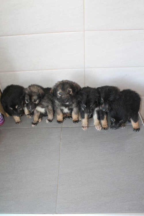 გერმანული ნაგაზის მეტისი უსახელო