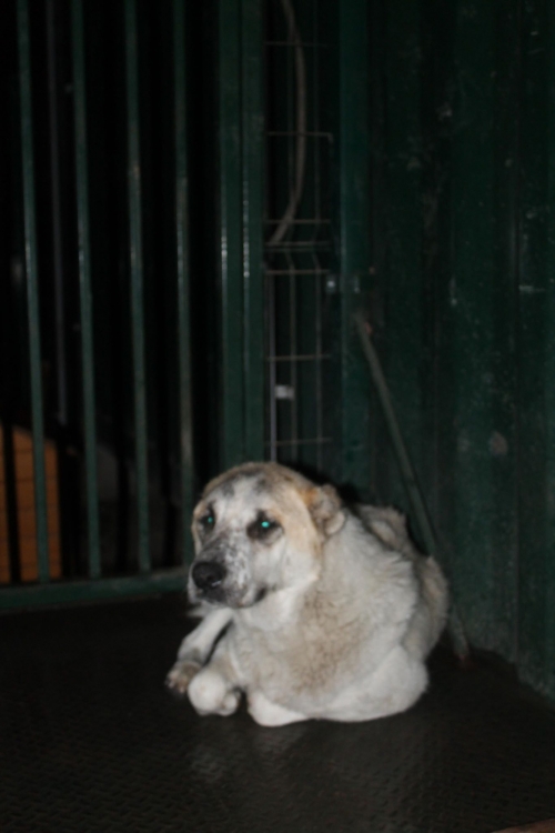 ქართული ქოფაკი უსახელო