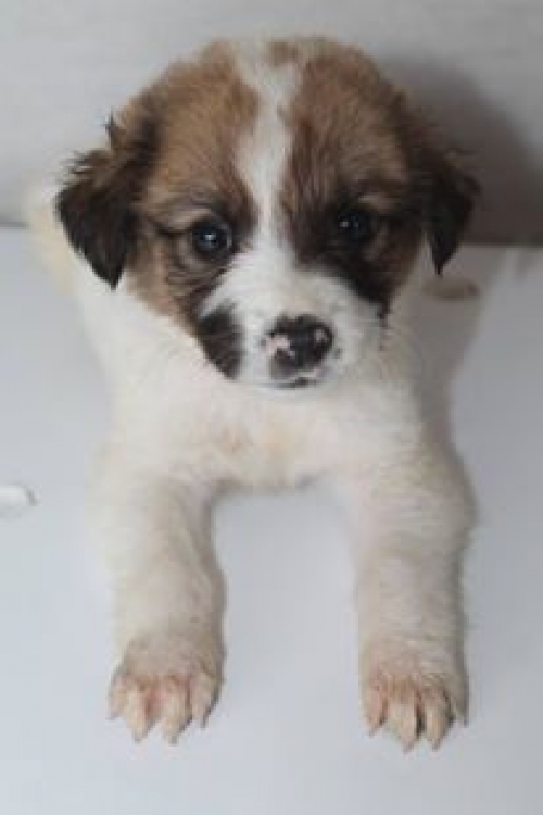 მეტისი უსახელო