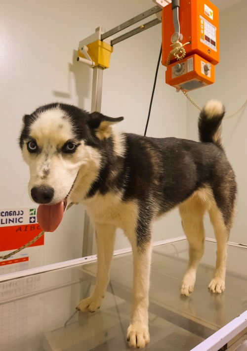 ლაიკა ბონი