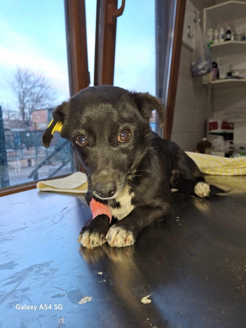 მეტისი ავჭალა ანდრო ნიკაშვილის 5