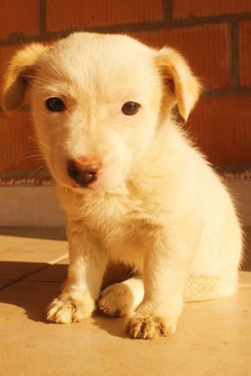 მეტისი უსახელო