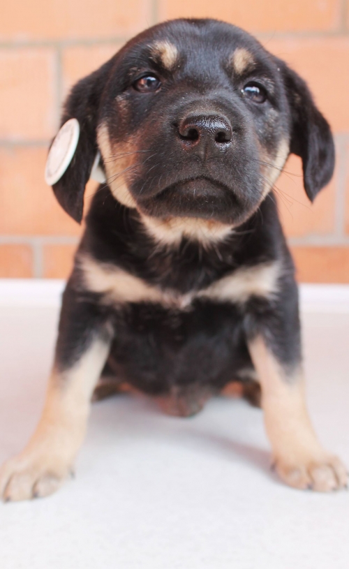 მეტისი უსახელო