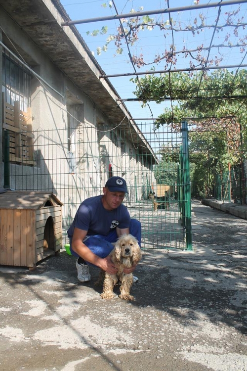 ამერიკული კოკერსპანელი უსახელო