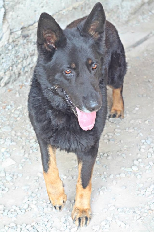 გერმანული ნაგაზი რექსი