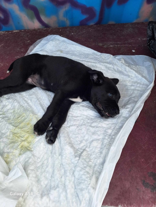 კანე კორსო ქუთაისი