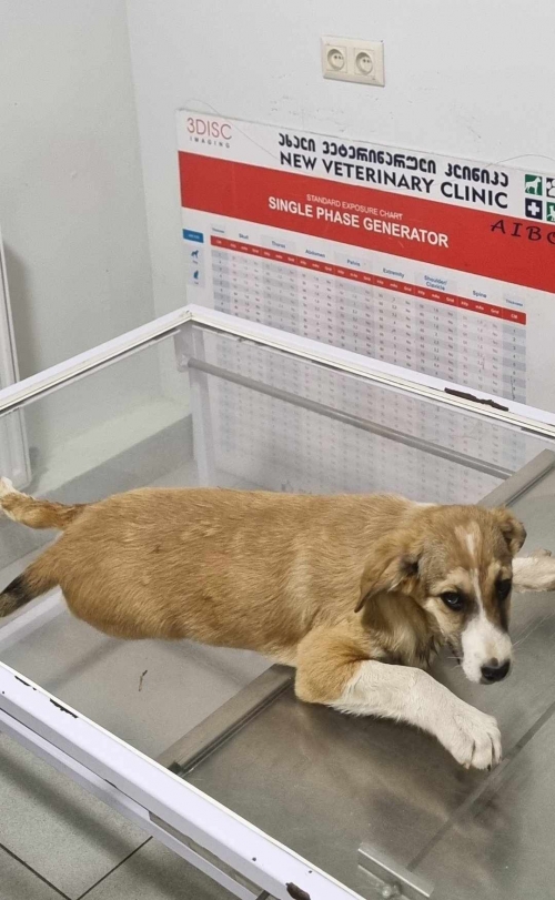 ქართული ქოფაკი ნადარეიშვილის 30 ნომერი