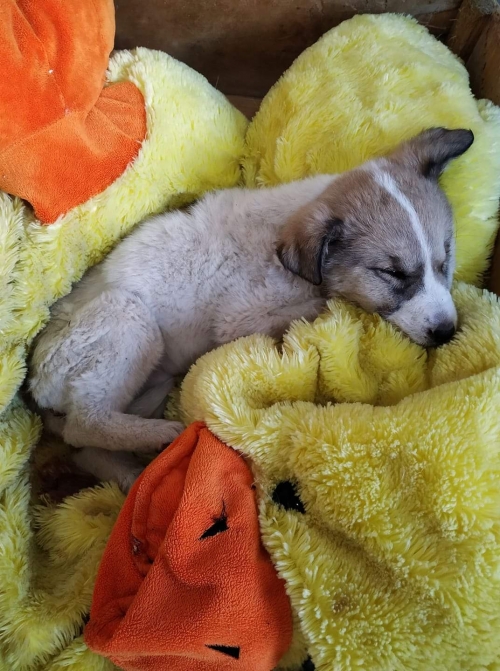 მეტისი ნახალოვკა