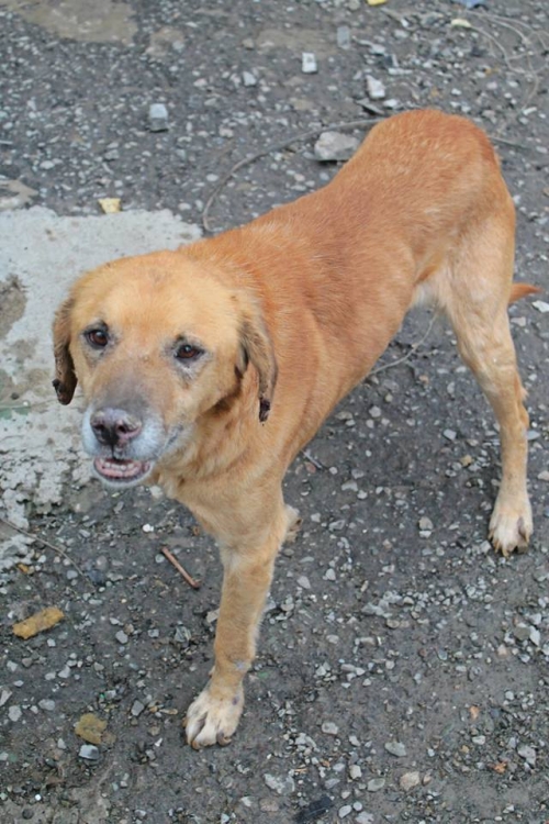 მეტისი ჯონი