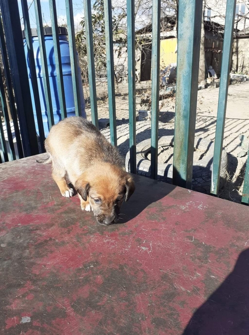 მეტისი უსახელო