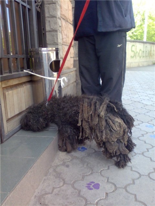 ნაპოვნი ნაპოვნია პუდელი