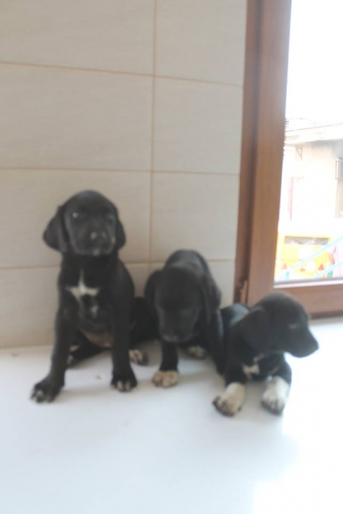 მეტისის ლეკვები უსახელო