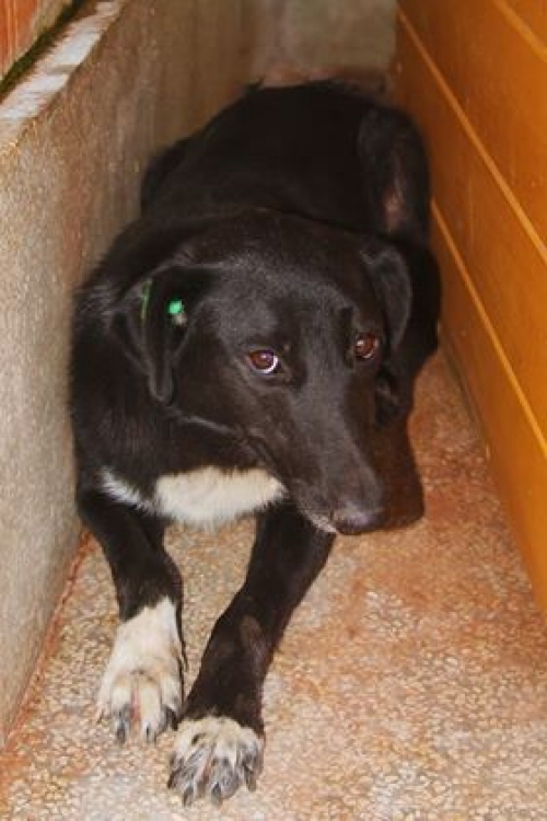 მეტისი ჩორნა