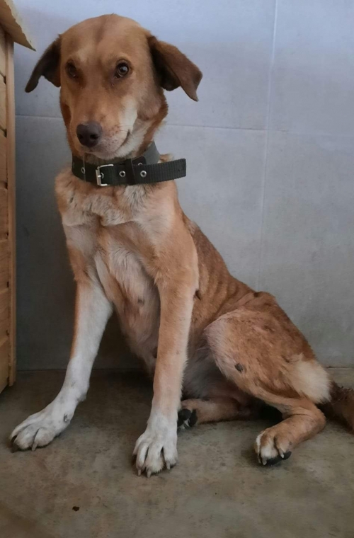 მეტისი უსახელო