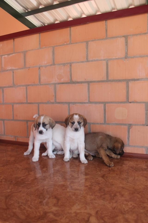 მეტისის ლეკვები უსახელო