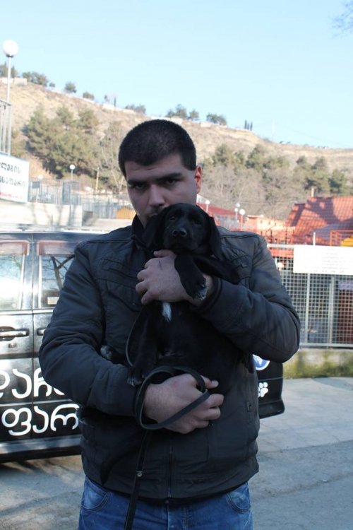 ლაბრადორის მეტისი ჯესი