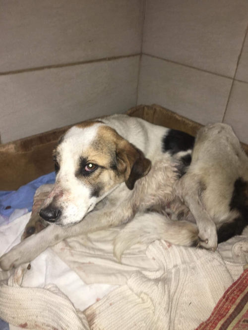 მეტისი უსახელო