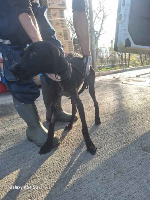 მეტისი გადმოყვანილია მუნიციპალური თავშესაფრიდან. ქინძმარაულის ქუჩის ძაღლია.