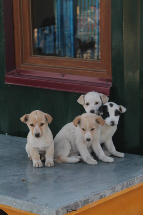 მეტისის ლეკვები უსახელო