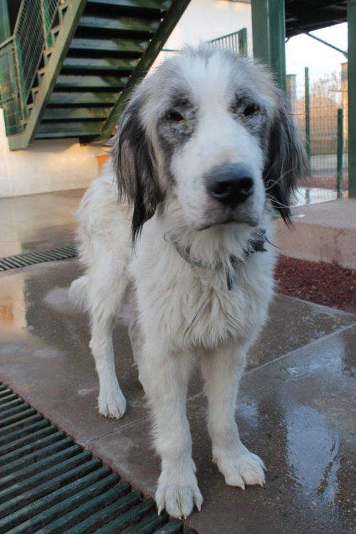 ქართული ქოფაკი უსახელო