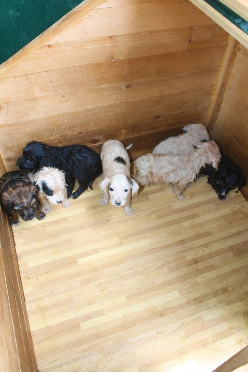 მეტისი უსახელო