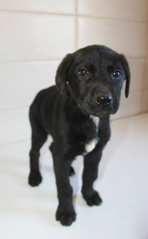 მეტისი უსახელო